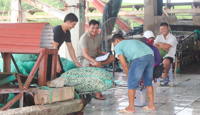 Ngư dân hối hả thu hoạch ngao chạy siêu bão Yagi- Ảnh 3. Ngư dân hối hả thu hoạch ngao chạy siêu bão Yagi- Ảnh 3.