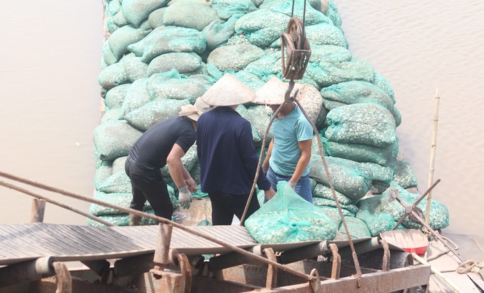 Ngư dân hối hả thu hoạch ngao chạy siêu bão Yagi- Ảnh 2. Ngư dân hối hả thu hoạch ngao chạy siêu bão Yagi- Ảnh 2.
