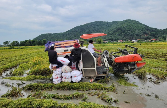 Nông dân gặt lúa xuyên đêm chạy siêu bão Yagi- Ảnh 1. Nông dân gặt lúa xuyên đêm chạy siêu bão Yagi- Ảnh 1.