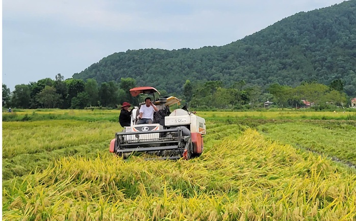 Nông dân gặt lúa xuyên đêm chạy siêu bão Yagi- Ảnh 2. Nông dân gặt lúa xuyên đêm chạy siêu bão Yagi- Ảnh 2.