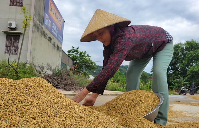 Nông dân gặt lúa xuyên đêm chạy siêu bão Yagi- Ảnh 6. Nông dân gặt lúa xuyên đêm chạy siêu bão Yagi- Ảnh 6.