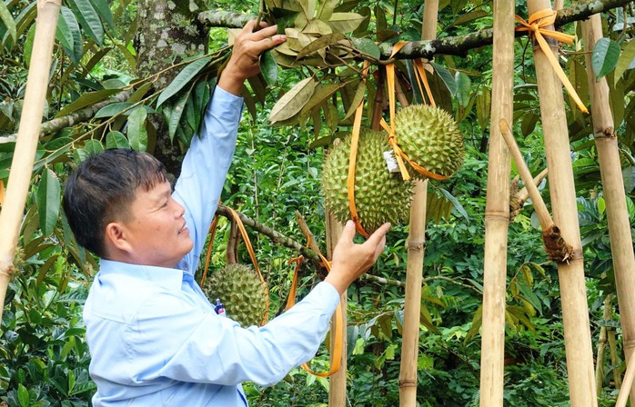 Ông Đỗ Thanh Vượt - Chủ tịch UBND xã Sơn Long, huyện Sơn Tây, tỉnh Quảng Ngãi - bên gốc sầu riêng trĩu quả trong khu vườn của gia đình Ông Đỗ Thanh Vượt - Chủ tịch UBND xã Sơn Long, huyện Sơn Tây, tỉnh Quảng Ngãi - bên gốc sầu riêng trĩu quả trong khu vườn của gia đình