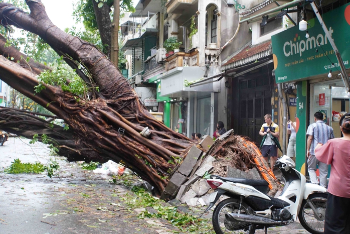 Tiếc nuối những "cụ cây" trăm tuổi bật gốc trong bão số 3 trên phố cổ Hà Nội- Ảnh 3. Tiếc nuối những "cụ cây" trăm tuổi bật gốc trong bão số 3 trên phố cổ Hà Nội- Ảnh 3.
