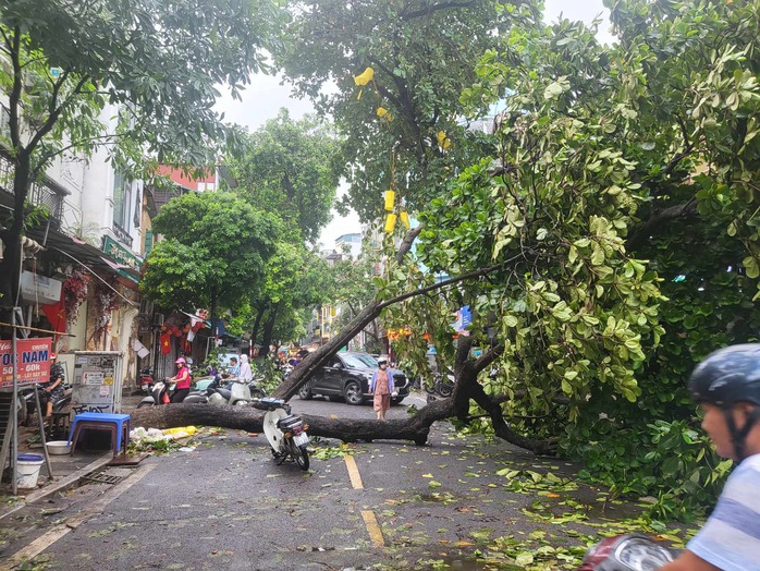 Tiếc nuối những "cụ cây" trăm tuổi bật gốc trong bão số 3 trên phố cổ Hà Nội- Ảnh 9. Tiếc nuối những "cụ cây" trăm tuổi bật gốc trong bão số 3 trên phố cổ Hà Nội- Ảnh 9.