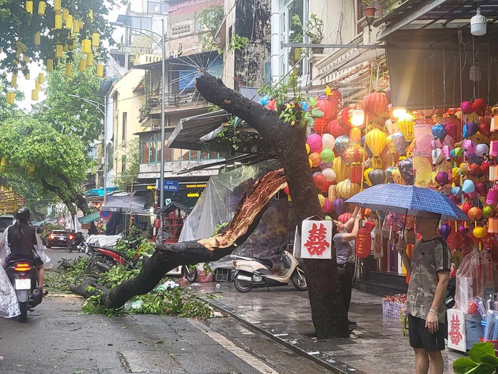 Tiếc nuối những "cụ cây" trăm tuổi bật gốc trong bão số 3 trên phố cổ Hà Nội- Ảnh 10. Tiếc nuối những "cụ cây" trăm tuổi bật gốc trong bão số 3 trên phố cổ Hà Nội- Ảnh 10.