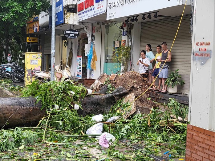 Tiếc nuối những "cụ cây" trăm tuổi bật gốc trong bão số 3 trên phố cổ Hà Nội- Ảnh 5. Tiếc nuối những "cụ cây" trăm tuổi bật gốc trong bão số 3 trên phố cổ Hà Nội- Ảnh 5.