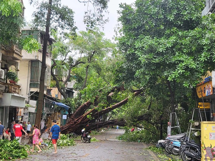 Tiếc nuối những "cụ cây" trăm tuổi bật gốc trong bão số 3 trên phố cổ Hà Nội- Ảnh 1. Tiếc nuối những "cụ cây" trăm tuổi bật gốc trong bão số 3 trên phố cổ Hà Nội- Ảnh 1.