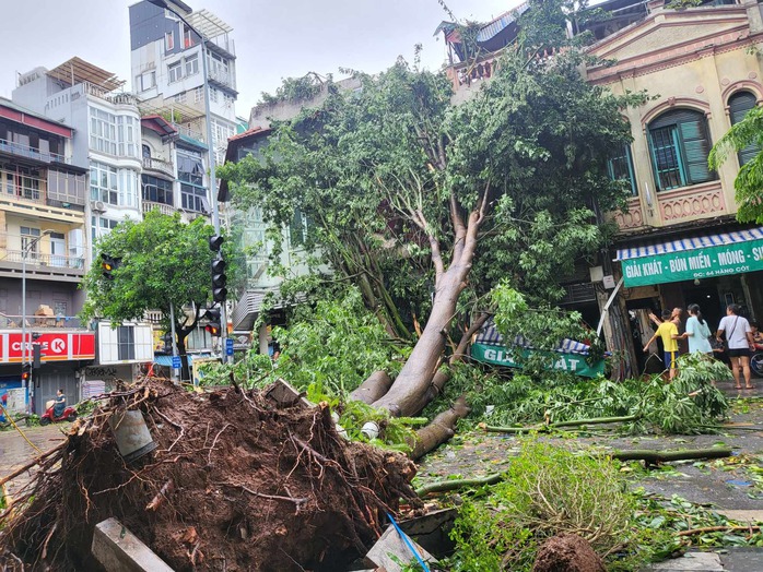Tiếc nuối những "cụ cây" trăm tuổi bật gốc trong bão số 3 trên phố cổ Hà Nội- Ảnh 4. Tiếc nuối những "cụ cây" trăm tuổi bật gốc trong bão số 3 trên phố cổ Hà Nội- Ảnh 4.