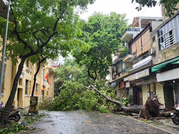 Tiếc nuối những "cụ cây" trăm tuổi bật gốc trong bão số 3 trên phố cổ Hà Nội- Ảnh 6. Tiếc nuối những "cụ cây" trăm tuổi bật gốc trong bão số 3 trên phố cổ Hà Nội- Ảnh 6.