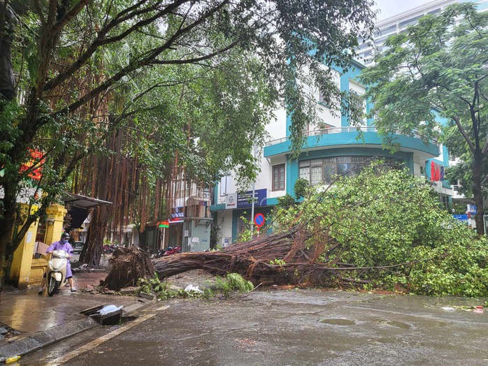 Tiếc nuối những "cụ cây" trăm tuổi bật gốc trong bão số 3 trên phố cổ Hà Nội- Ảnh 8. Tiếc nuối những "cụ cây" trăm tuổi bật gốc trong bão số 3 trên phố cổ Hà Nội- Ảnh 8.