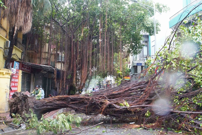 Tiếc nuối những "cụ cây" trăm tuổi bật gốc trong bão số 3 trên phố cổ Hà Nội- Ảnh 7. Tiếc nuối những "cụ cây" trăm tuổi bật gốc trong bão số 3 trên phố cổ Hà Nội- Ảnh 7.