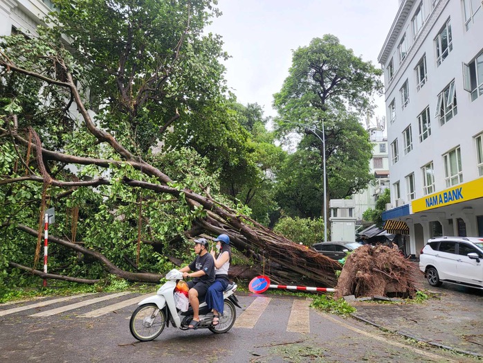 Tiếc nuối những "cụ cây" trăm tuổi bật gốc trong bão số 3 trên phố cổ Hà Nội- Ảnh 14. Tiếc nuối những "cụ cây" trăm tuổi bật gốc trong bão số 3 trên phố cổ Hà Nội- Ảnh 14.