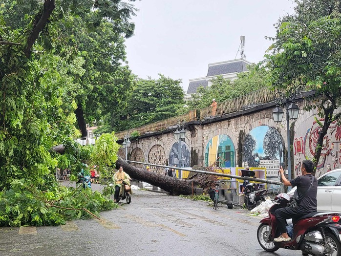 Tiếc nuối những "cụ cây" trăm tuổi bật gốc trong bão số 3 trên phố cổ Hà Nội- Ảnh 15. Tiếc nuối những "cụ cây" trăm tuổi bật gốc trong bão số 3 trên phố cổ Hà Nội- Ảnh 15.