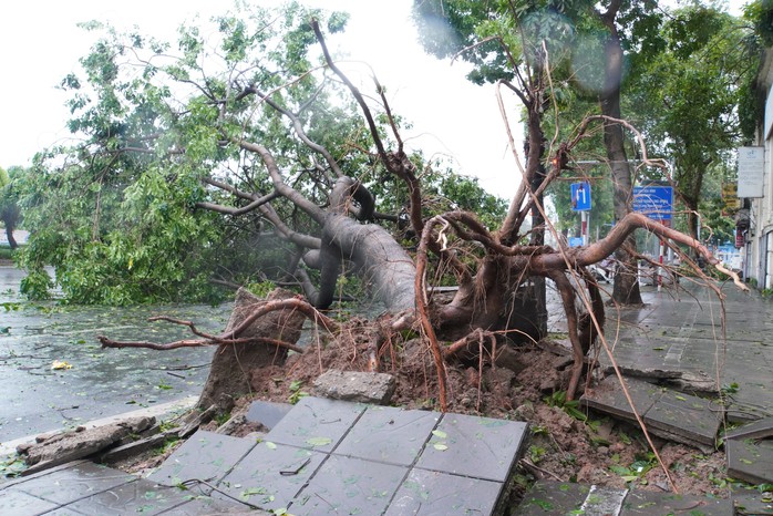 Tiếc nuối những "cụ cây" trăm tuổi bật gốc trong bão số 3 trên phố cổ Hà Nội- Ảnh 18. Tiếc nuối những "cụ cây" trăm tuổi bật gốc trong bão số 3 trên phố cổ Hà Nội- Ảnh 18.