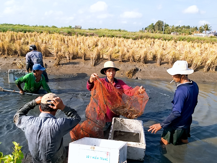 VIDEO: Đã mắt khi xem nông dân quậy bùn bắt loài đặc sản VIDEO: Đã mắt khi xem nông dân quậy bùn bắt loài đặc sản