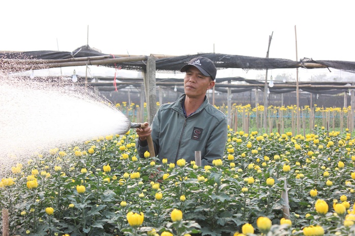 Làng hoa lớn nhất Hà Nội tất bật chuẩn bị cho Tết Nguyên đán 2025- Ảnh 1. Làng hoa lớn nhất Hà Nội tất bật chuẩn bị cho Tết Nguyên đán 2025- Ảnh 1.