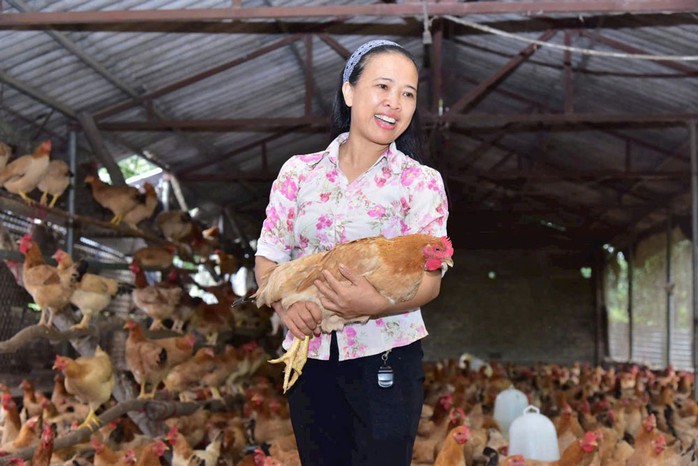 Nuôi gà đẻ không nhốt lồng có tiềm năng bán tín chỉ carbon Nuôi gà đẻ không nhốt lồng có tiềm năng bán tín chỉ carbon