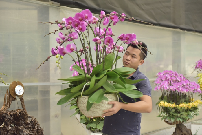 VIDEO: Choáng ngợp "rừng" hoa đào, quất... ùn ùn về phố- Ảnh 11.