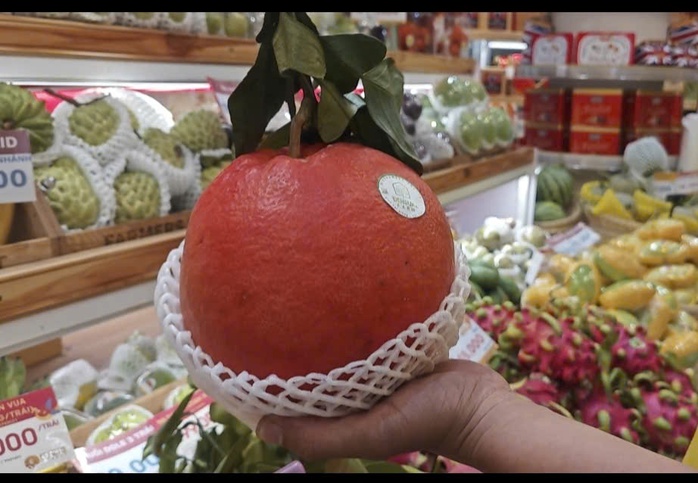 Dưa v&agrave;ng hồ l&ocirc;, thỏi v&agrave;ng "th&oacute;t tim" với mưa tr&aacute;i m&ugrave;a- Ảnh 4.