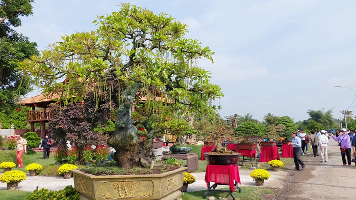 Du xuân sớm ở "vương quốc hoa kiểng"- Ảnh 3. Du xuân sớm ở "vương quốc hoa kiểng"- Ảnh 3.