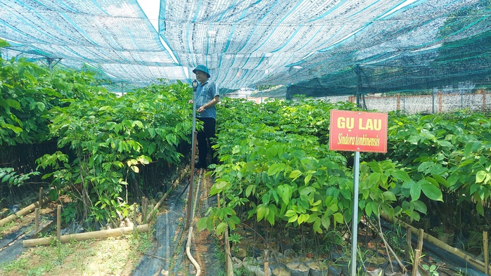 Gụ lau được Trung tâm Khoa học Lâm nghiệp Bắc Trung Bộ ươm trồng, nhân giống Gụ lau được Trung tâm Khoa học Lâm nghiệp Bắc Trung Bộ ươm trồng, nhân giống