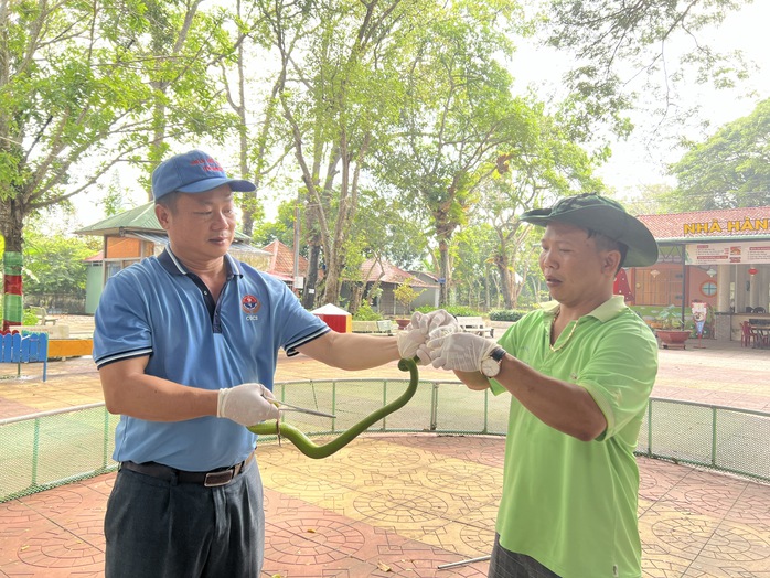 VIDEO: “Rùng mình” xem lấy nọc độc rắn- Ảnh 3. VIDEO: “Rùng mình” xem lấy nọc độc rắn- Ảnh 3.