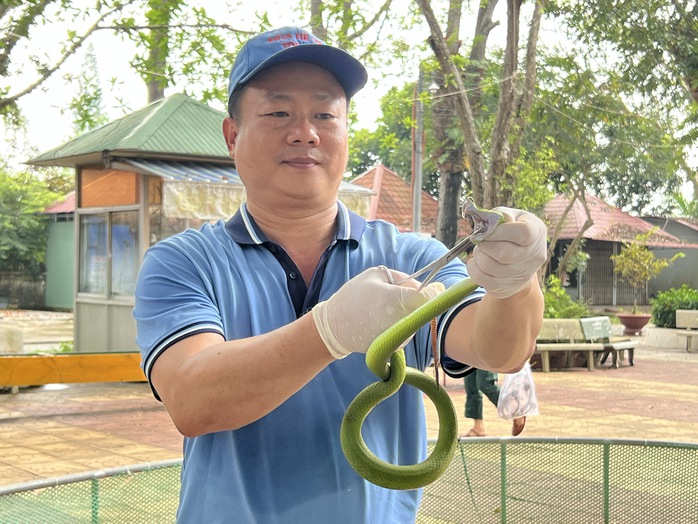VIDEO: “Rùng mình” xem lấy nọc độc rắn- Ảnh 2. VIDEO: “Rùng mình” xem lấy nọc độc rắn- Ảnh 2.