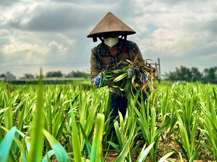 Hoa lay ơn ở xã Nghĩa Hà, TP Quảng Ngãi bị hư hỏng nặng, chậm phát triển do mưa kéo dài liên tục nhiều tháng qua. Ảnh: TỬ TRỰC Hoa lay ơn ở xã Nghĩa Hà, TP Quảng Ngãi bị hư hỏng nặng, chậm phát triển do mưa kéo dài liên tục nhiều tháng qua. Ảnh: TỬ TRỰC