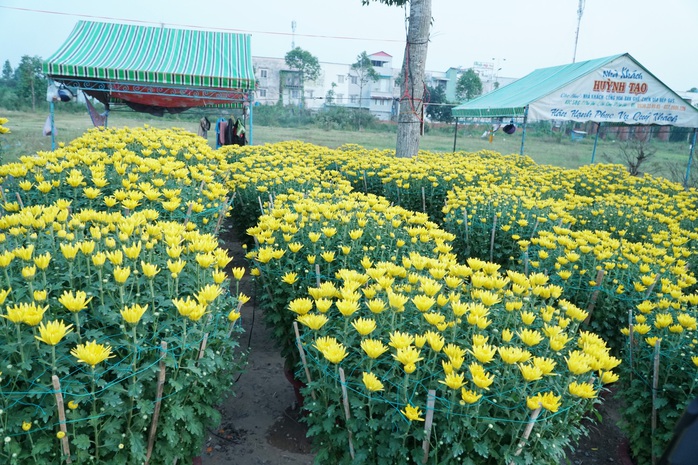 VIDEO: Nhộn nhịp chợ hoa kiểng Tết Ất Tỵ 2025- Ảnh 10. VIDEO: Nhộn nhịp chợ hoa kiểng Tết Ất Tỵ 2025- Ảnh 10.