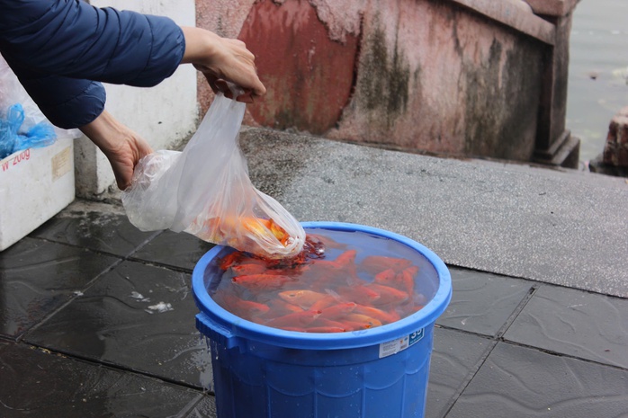 Gom cá chép vào thùng nhựa 180 lít thả xuống sông Hồng để tiễn ông Công, ông Táo về trời- Ảnh 5. Gom cá chép vào thùng nhựa 180 lít thả xuống sông Hồng để tiễn ông Công, ông Táo về trời- Ảnh 5.