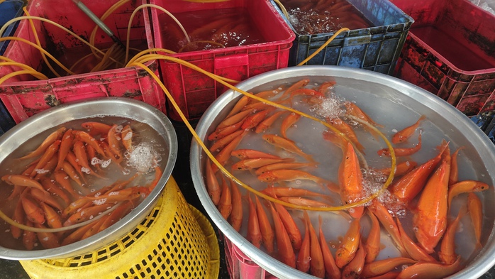 Chợ nhà giàu ở TP HCM bán cá chép mi ni ngày 23 tháng Chạp- Ảnh 2. Chợ nhà giàu ở TP HCM bán cá chép mi ni ngày 23 tháng Chạp- Ảnh 2.