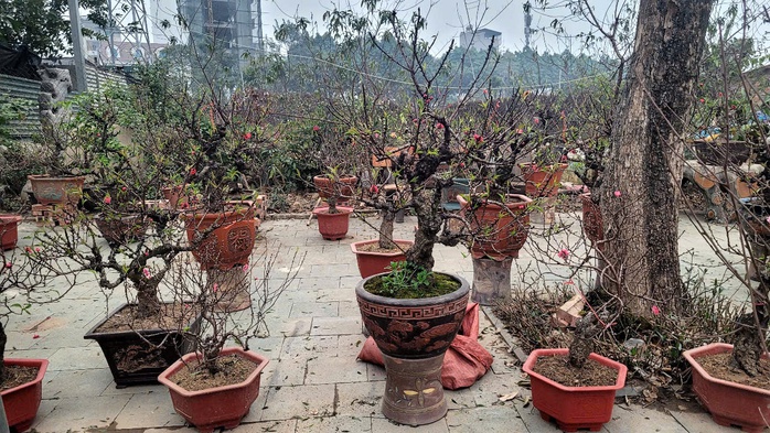 Nhiều phố bán đào, quất chơi Tết ở Hà Nội đìu hiu, khách mua thưa thớt- Ảnh 2. Nhiều phố bán đào, quất chơi Tết ở Hà Nội đìu hiu, khách mua thưa thớt- Ảnh 2.