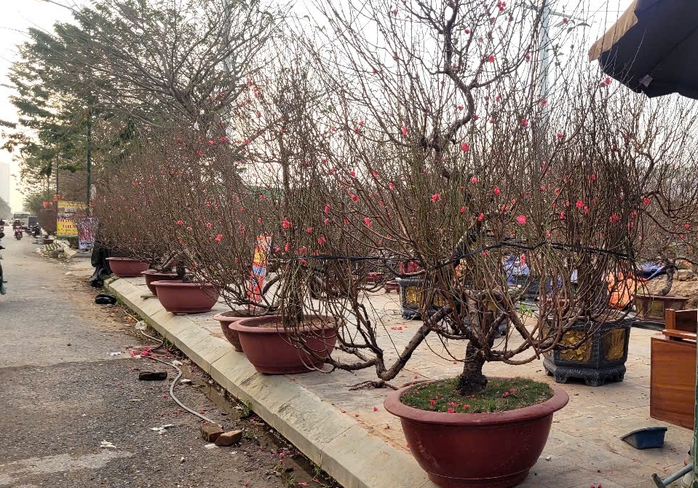 Nhiều phố bán đào, quất chơi Tết ở Hà Nội đìu hiu, khách mua thưa thớt- Ảnh 1. Nhiều phố bán đào, quất chơi Tết ở Hà Nội đìu hiu, khách mua thưa thớt- Ảnh 1.