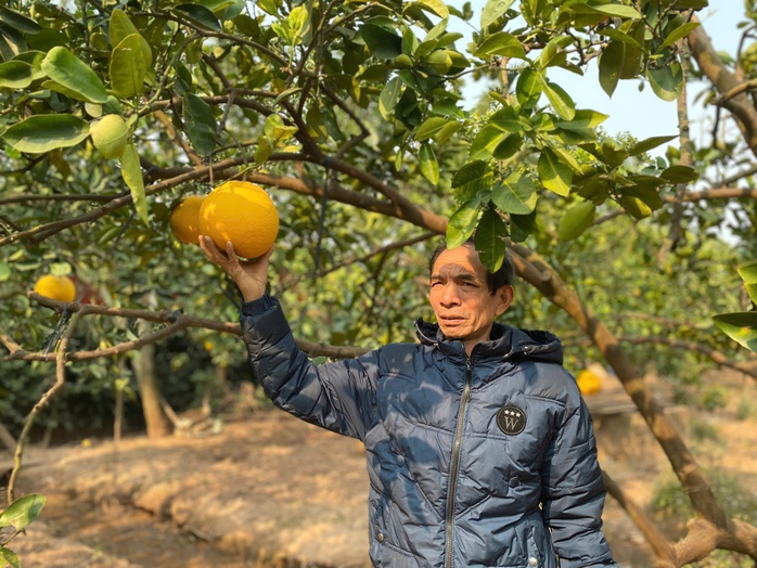 Nông dân bán hết veo cả ngàn quả bưởi trước Tết- Ảnh 1. Nông dân bán hết veo cả ngàn quả bưởi trước Tết- Ảnh 1.