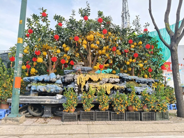 TP HCM: “Đỏ mắt” săn tìm kiểng lạ chơi Tết- Ảnh 4. TP HCM: “Đỏ mắt” săn tìm kiểng lạ chơi Tết- Ảnh 4.