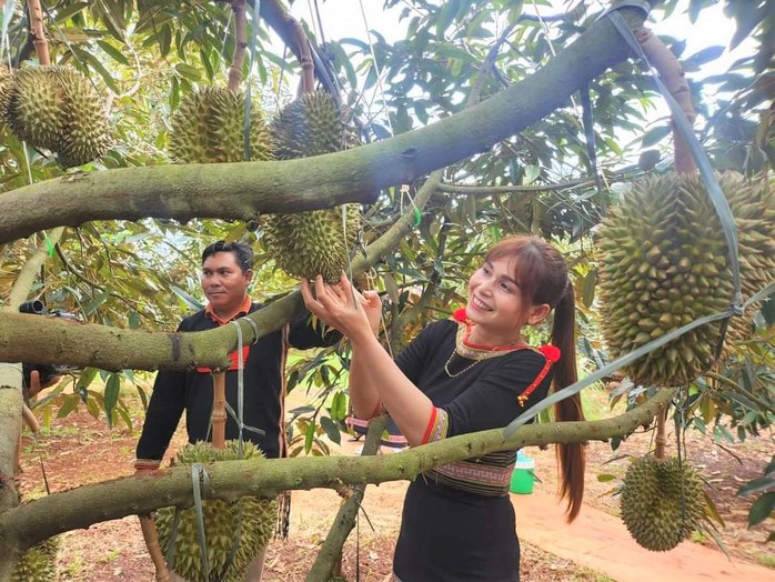 Giá nông sản tăng cao, nông dân sắm ô tô… chuyện dễ!- Ảnh 6. Giá nông sản tăng cao, nông dân sắm ô tô… chuyện dễ!- Ảnh 6.