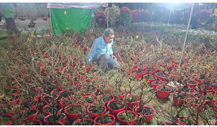 Có gì đặc biệt ở chợ hoa xuân rộng 12.000 m2 ở TP HCM?- Ảnh 4. Có gì đặc biệt ở chợ hoa xuân rộng 12.000 m2 ở TP HCM?- Ảnh 4.