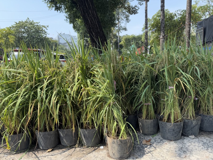 TP HCM: “Đỏ mắt” săn tìm kiểng lạ chơi Tết- Ảnh 10. TP HCM: “Đỏ mắt” săn tìm kiểng lạ chơi Tết- Ảnh 10.