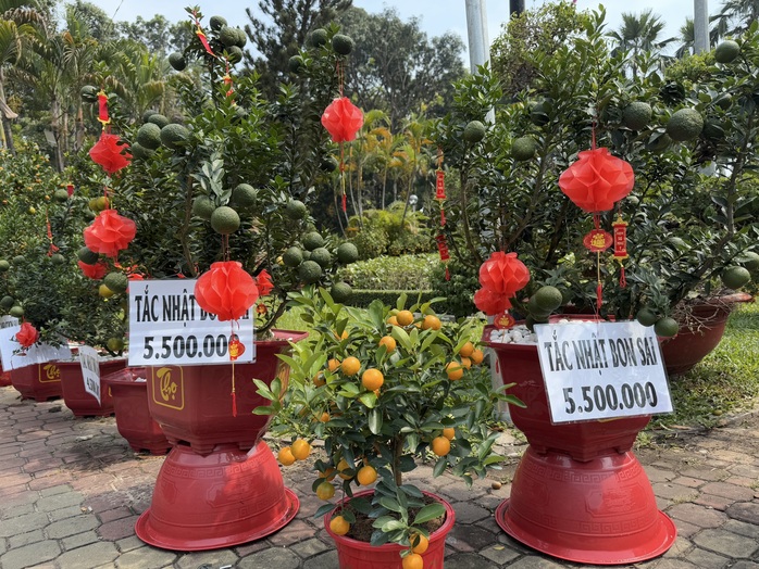 TP HCM: “Đỏ mắt” săn tìm kiểng lạ chơi Tết- Ảnh 3. TP HCM: “Đỏ mắt” săn tìm kiểng lạ chơi Tết- Ảnh 3.