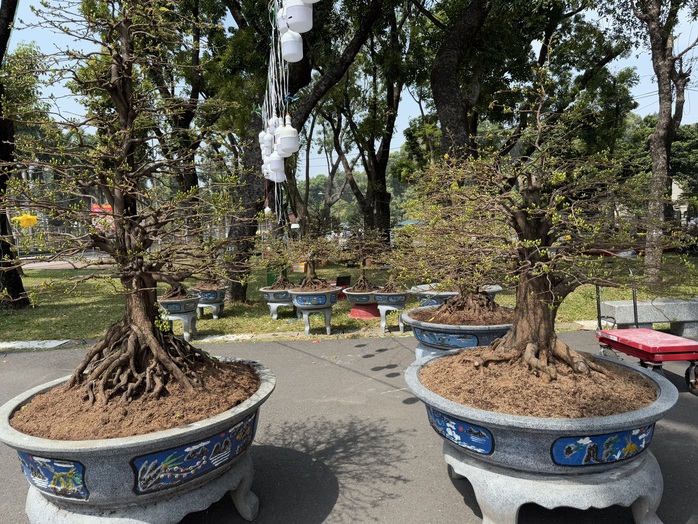 TP HCM: “Đỏ mắt” săn tìm kiểng lạ chơi Tết- Ảnh 1. TP HCM: “Đỏ mắt” săn tìm kiểng lạ chơi Tết- Ảnh 1.
