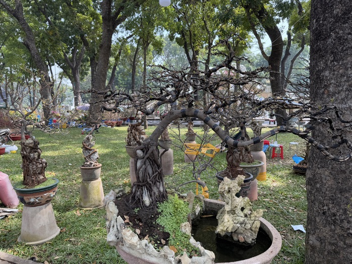 TP HCM: “Đỏ mắt” săn tìm kiểng lạ chơi Tết- Ảnh 6. TP HCM: “Đỏ mắt” săn tìm kiểng lạ chơi Tết- Ảnh 6.