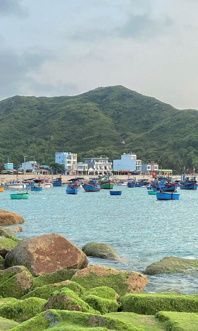 Đẹp ngỡ ngàng mùa rêu xanh ở biển Quy Nhơn- Ảnh 12. Đẹp ngỡ ngàng mùa rêu xanh ở biển Quy Nhơn- Ảnh 12.