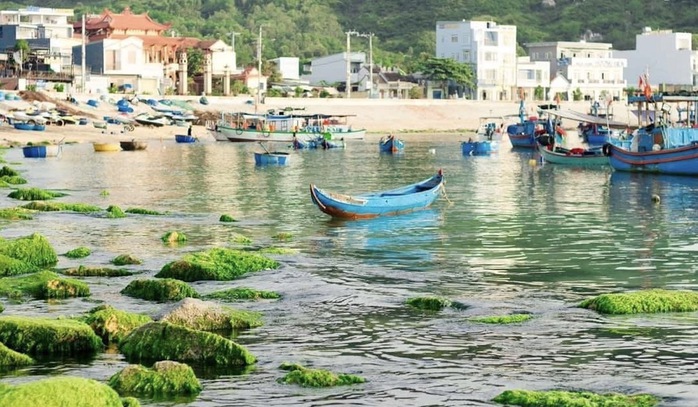 Đẹp ngỡ ngàng mùa rêu xanh ở biển Quy Nhơn- Ảnh 6. Đẹp ngỡ ngàng mùa rêu xanh ở biển Quy Nhơn- Ảnh 6.