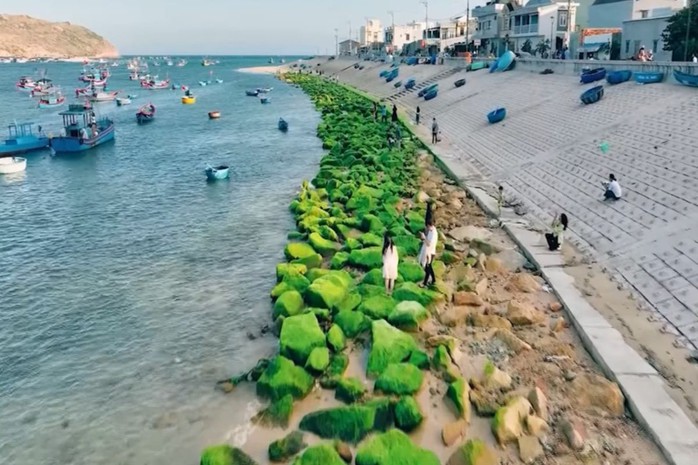 Đẹp ngỡ ngàng mùa rêu xanh ở biển Quy Nhơn- Ảnh 10. Đẹp ngỡ ngàng mùa rêu xanh ở biển Quy Nhơn- Ảnh 10.