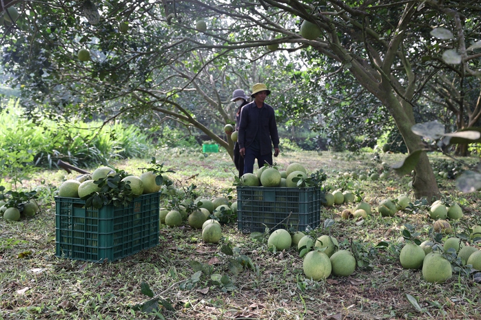 Nông dân lãi tiền tỉ với mùa bưởi Tết bội thu- Ảnh 1. Nông dân lãi tiền tỉ với mùa bưởi Tết bội thu- Ảnh 1.
