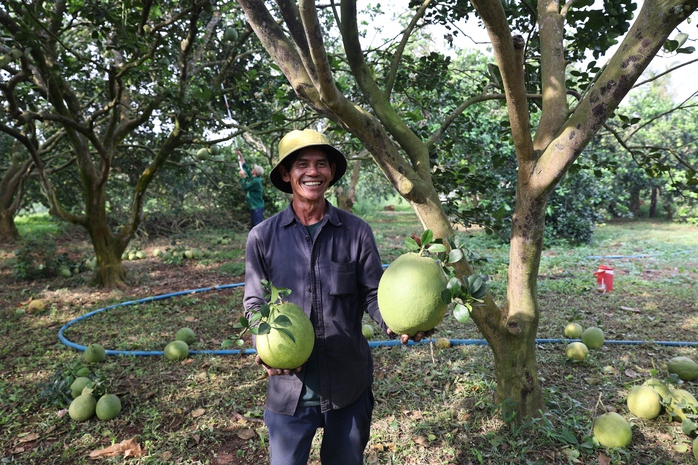 Nông dân lãi tiền tỉ với mùa bưởi Tết bội thu- Ảnh 3. Nông dân lãi tiền tỉ với mùa bưởi Tết bội thu- Ảnh 3.