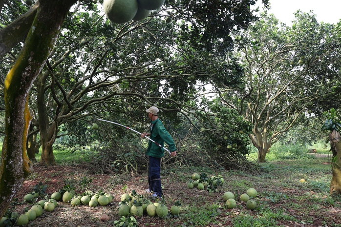 Nông dân lãi tiền tỉ với mùa bưởi Tết bội thu- Ảnh 6. Nông dân lãi tiền tỉ với mùa bưởi Tết bội thu- Ảnh 6.