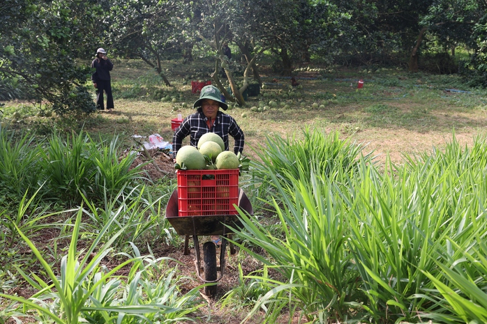 Nông dân lãi tiền tỉ với mùa bưởi Tết bội thu- Ảnh 8. Nông dân lãi tiền tỉ với mùa bưởi Tết bội thu- Ảnh 8.