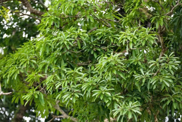 Cây trôi 800 tuổi ở Hà Tĩnh và cách ra hoa lạ thường đến khó tin - Ảnh 2. Cây trôi 800 tuổi ở Hà Tĩnh và cách ra hoa lạ thường đến khó tin - Ảnh 2.