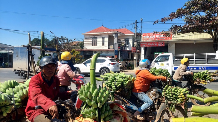 Đi chợ chuối mật mốc lớn nhất miền Trung ngày cuối năm- Ảnh 8. Đi chợ chuối mật mốc lớn nhất miền Trung ngày cuối năm- Ảnh 8.